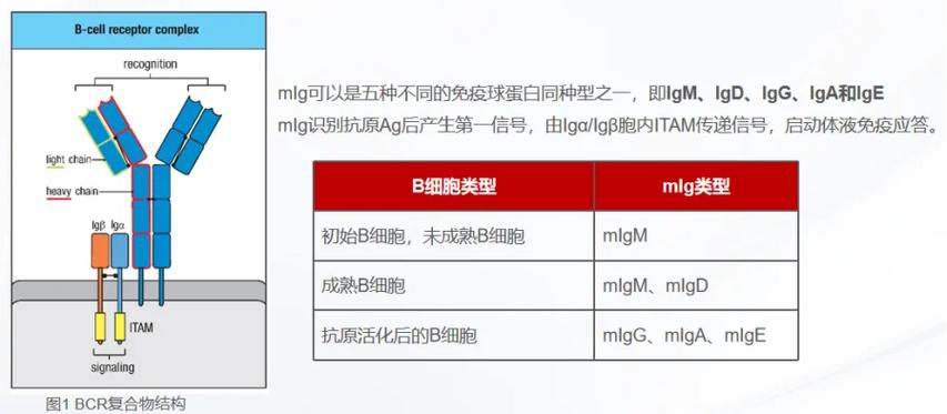 russell小体怎么读？russell小体医学？